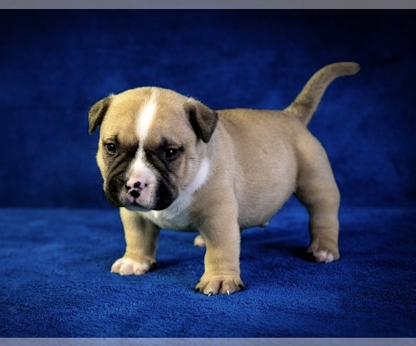 Medium Photo #13  Breeder Profile in ATLANTA, GA, USA