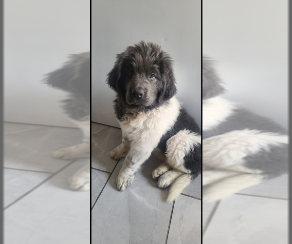 Medium Photo #79  Breeder Profile in TILTON, IL, USA