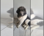 Small #78 Breeder Profile image