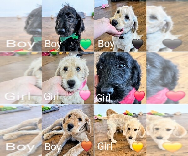 Medium Photo #1  Breeder Profile in BRUSH PRAIRIE, WA, USA