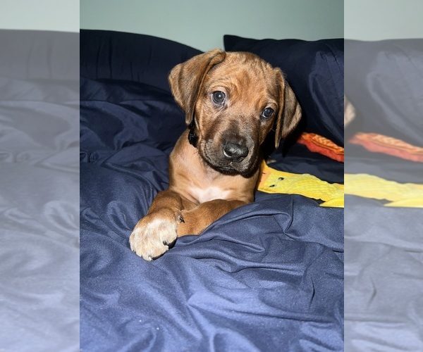 Medium Photo #30  Breeder Profile in MURFREESBORO, TN, USA