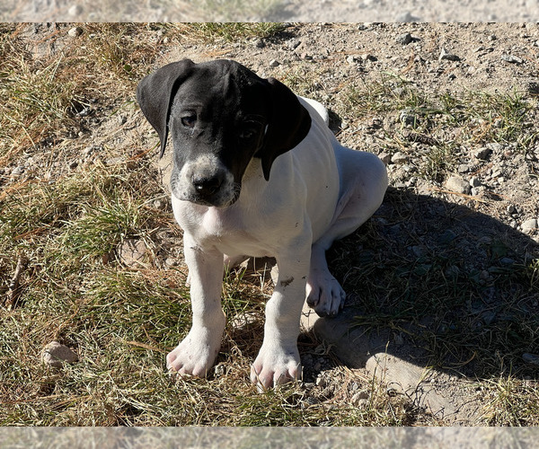Medium Photo #25  Breeder Profile in ORR, MN, USA