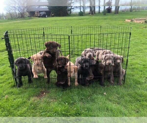 Medium Photo #1  Breeder Profile in GAP, PA, USA