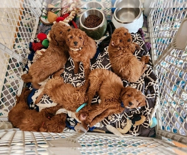 Medium Photo #5  Breeder Profile in GRAND RAPIDS, MI, USA