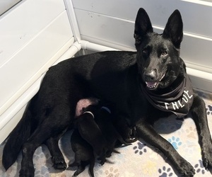 German Shepherd Dog Dog Breeder near NAPLES, FL, USA