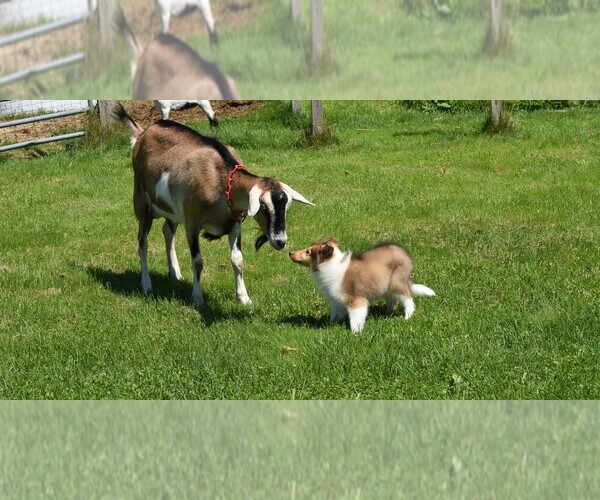 Medium Photo #28  Breeder Profile in PARIS, MI, USA