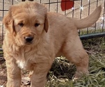 Small breeder photo