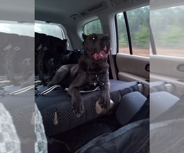 Medium Photo #18  Breeder Profile in REEVESVILLE, SC, USA