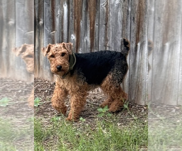 Medium Photo #1  Breeder Profile in SAN ANTONIO, TX, USA