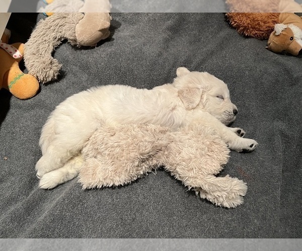 Medium Photo #10  Breeder Profile in VALDERS, WI, USA