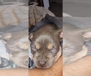 American Bully Dog Breeder near ARLINGTON, TX, USA