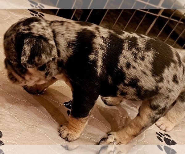 Medium Photo #27  Breeder Profile in CHINO HILLS, CA, USA