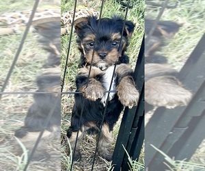 Yorkshire Terrier Dog Breeder near DAWSON, TX, USA