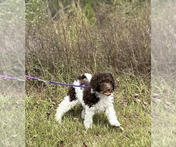 Medium Photo #8  Breeder Profile in BRANDON, FL, USA