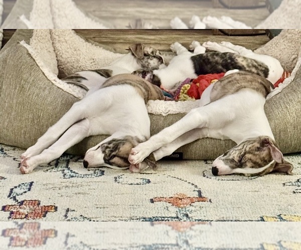 Medium Photo #5  Breeder Profile in TALKING ROCK, GA, USA