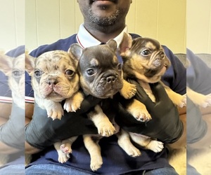 French Bulldog Dog Breeder near GREENVILLE, SC, USA