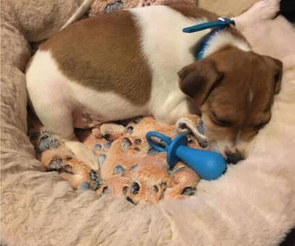 Medium Photo #8  Breeder Profile in KINGSVILLE, MO, USA