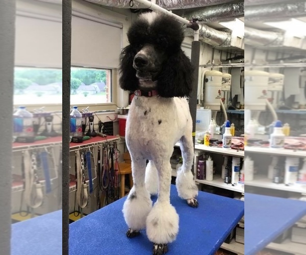Medium Photo #1  Breeder Profile in NORTH WILKESBORO, NC, USA