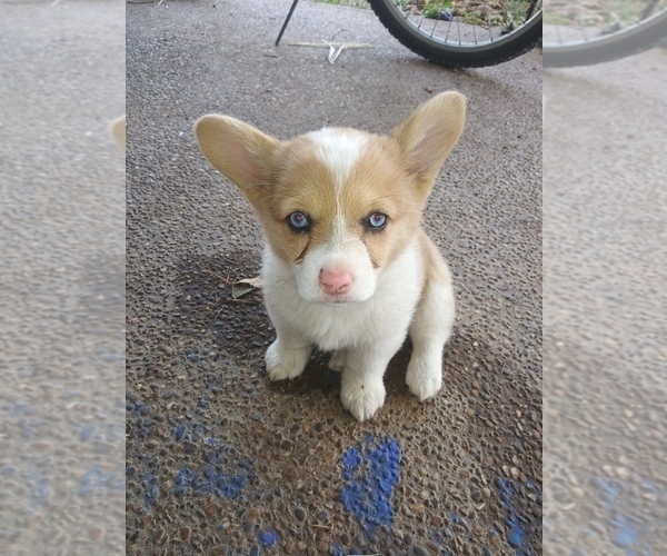 Medium Photo #1  Breeder Profile in PEMBROKE, KY, USA