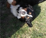 Small Photo #2  Breeder Profile in LEETONIA, OH, USA