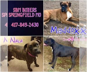 Boxer Dog Breeder near SPRINGFIELD, MO, USA