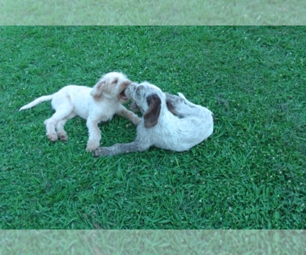 Medium Photo #1  Breeder Profile in Lincoln, CA, USA