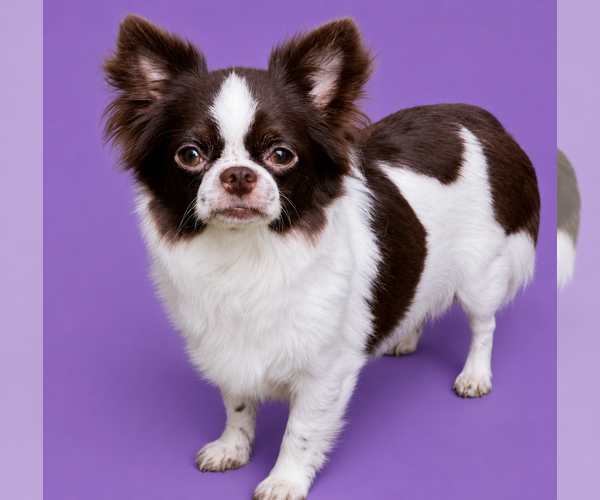 Medium Photo #8  Breeder Profile in LAKEWOOD, WA, USA