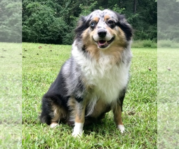 Medium Photo #1  Breeder Profile in PURVIS, MS, USA