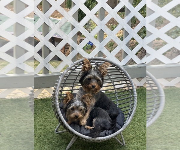 Medium Photo #1  Breeder Profile in PORTLAND, OR, USA