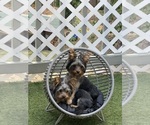 Small breeder photo