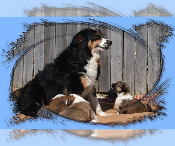 Medium Photo #52  Breeder Profile in PARIS, MI, USA