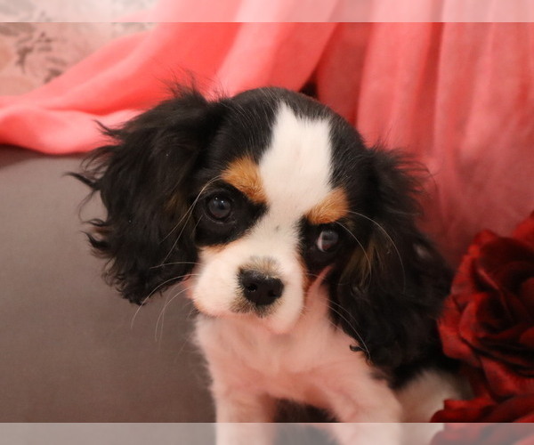 Medium Photo #7  Breeder Profile in THORP, WI, USA