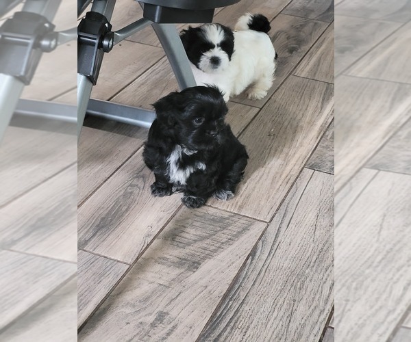 Medium Photo #1  Breeder Profile in OCALA, FL, USA