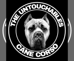 Cane Corso Dog Breeder near BEAR, DE, USA