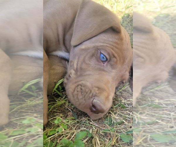 Medium Photo #24  Breeder Profile in HARDINSBURG, IN, USA