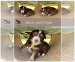 Small breeder photo
