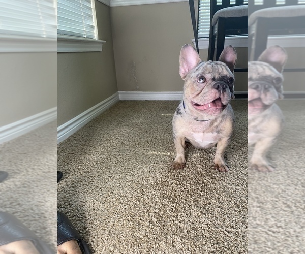 Medium Photo #1  Breeder Profile in HOUSTON, TX, USA