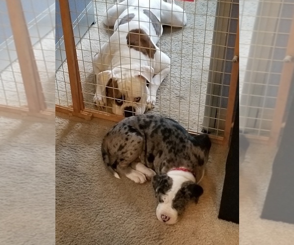 Medium Photo #8  Breeder Profile in HUNTINGTON BEACH, CA, USA