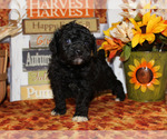 Small #13 Breeder Profile image