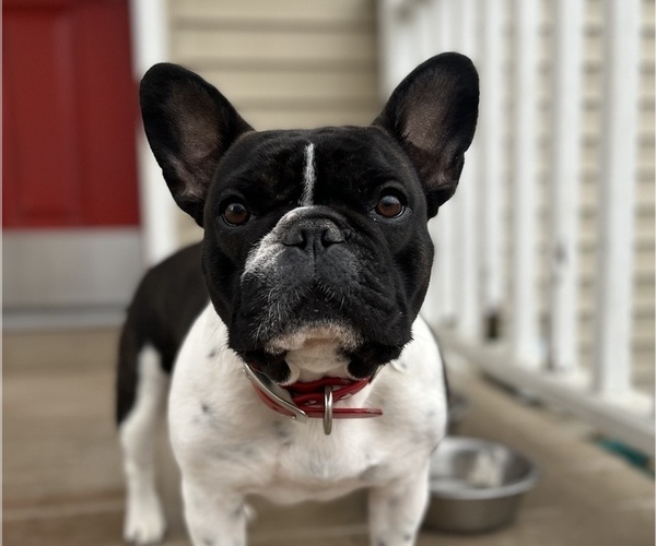Medium Photo #1  Breeder Profile in MANCHESTER, MI, USA