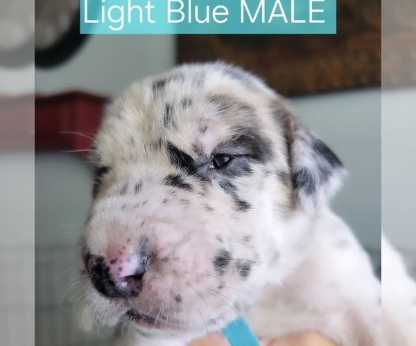 Medium Photo #14  Breeder Profile in MONTEVIEW, ID, USA