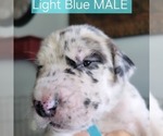 Small Photo #14  Breeder Profile in MONTEVIEW, ID, USA