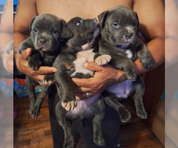 Medium Photo #1  Breeder Profile in LAKE PANASOFFKEE, FL, USA