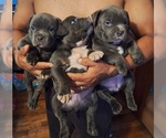 Small breeder photo