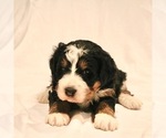 Small breeder photo