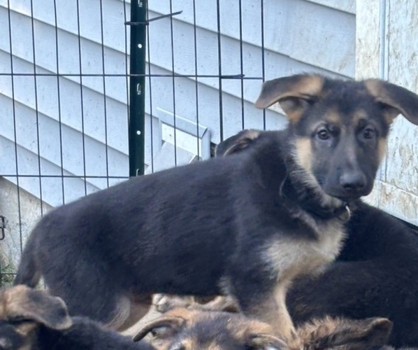 Medium Photo #4  Breeder Profile in SOUTH EASTON, MA, USA