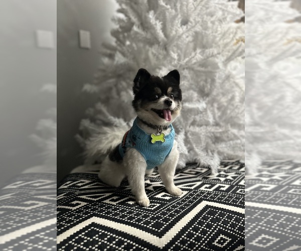 Medium Photo #11  Breeder Profile in BELLFLOWER, CA, USA