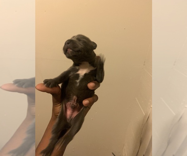 Medium Photo #6  Breeder Profile in ORANGE, NJ, USA