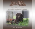 Small #4 Breeder Profile image