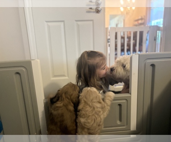 Medium Photo #6  Breeder Profile in CAPE CORAL, FL, USA